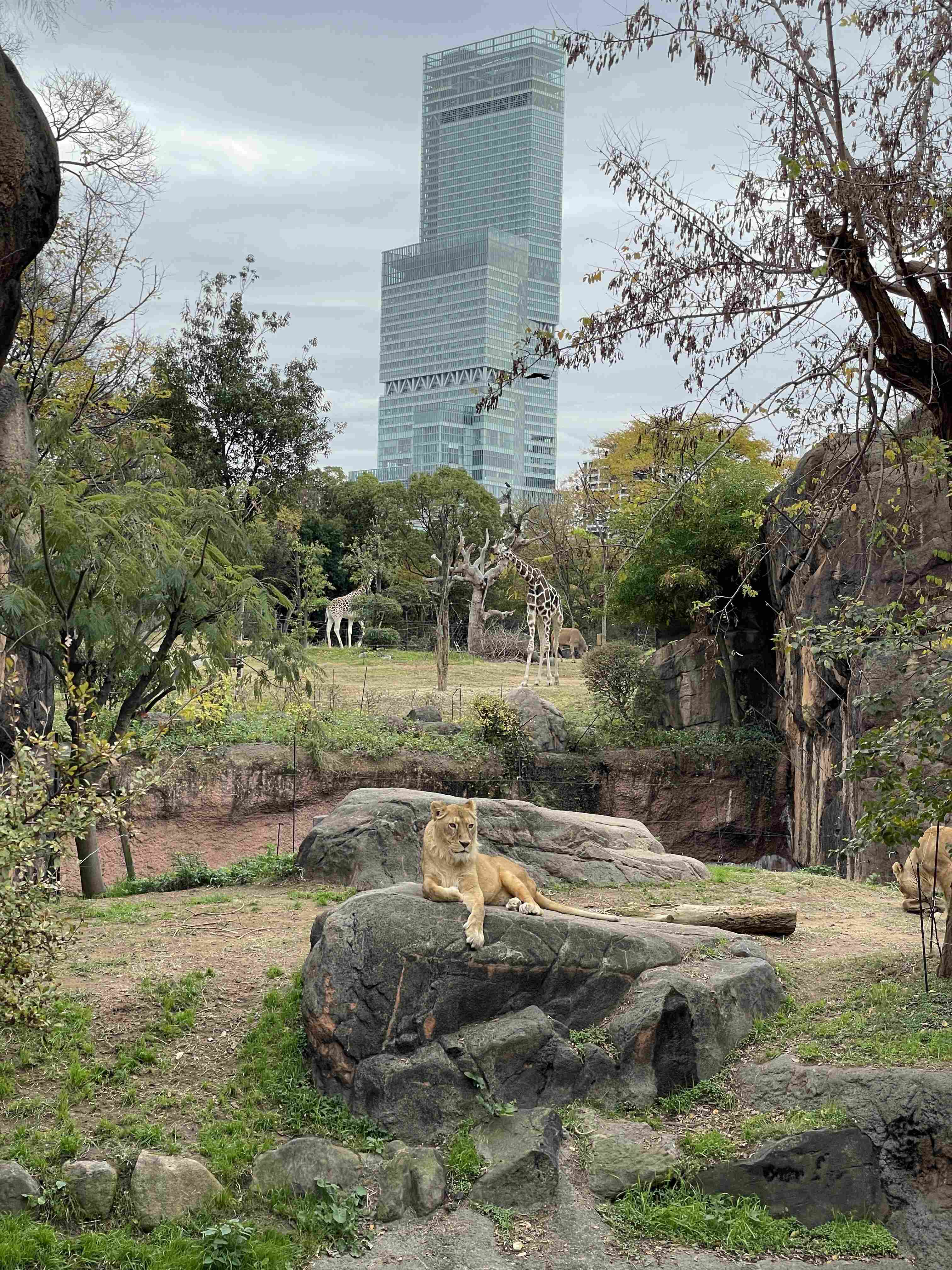 🦁 텐노지 동물원(덴노지도부쓰엔) 이미지 8